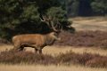 September, Park de Hoge Veluwe